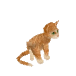 Orange Tabby