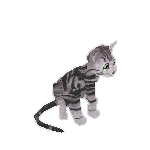 Silver Tabby