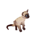 Siamese