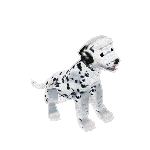 Dalmatian