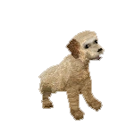 Poodle