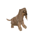 Afghan Hound