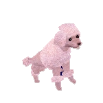 Pink Poodle