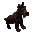 Scottish Terrier