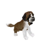 Saint Bernard